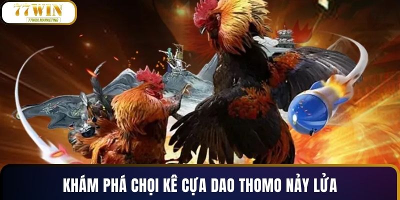 Khám phá chọi kê cựa dao Thomo nảy lửa
