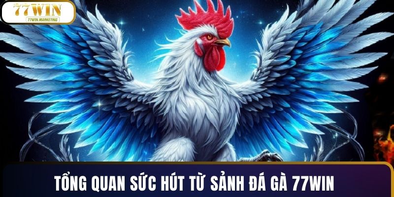 Tổng quan sức hút từ sảnh đá gà 77WIN